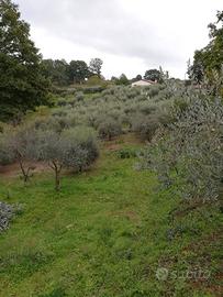 Terreno agricolo