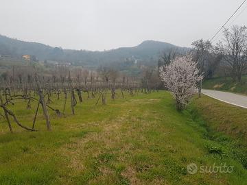 Terreno Agricolo - Vigneto a Montegrotto Terme