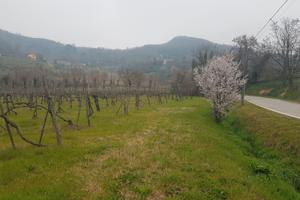 Terreno Agricolo - Vigneto a Montegrotto Terme