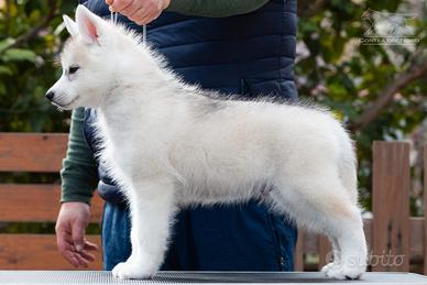 cuccioli di husky siberiano grigi