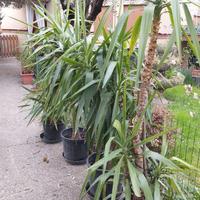 Piante di tronchetto della felicità