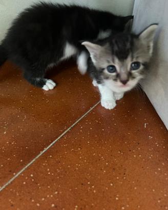 Gattini