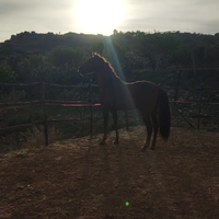 Cavallo Castrone