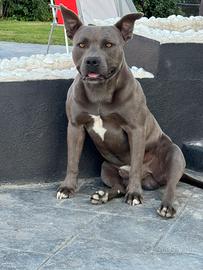 Femmina per accoppiamento lui è un bluenose