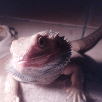 Adorabile