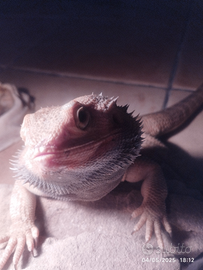 Adorabile