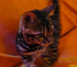 Gatto Bengala maschietto