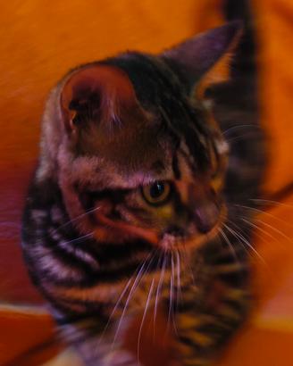 Gatto Bengala maschietto
