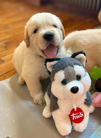 Cuccioli golden retriever