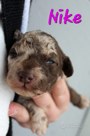 Barboncina nana merle