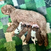 Cuccioli lagotto romagnolo