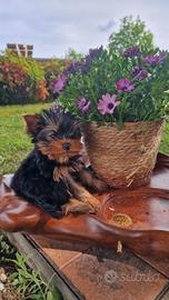 Cuccioli Yorkshire Terrier