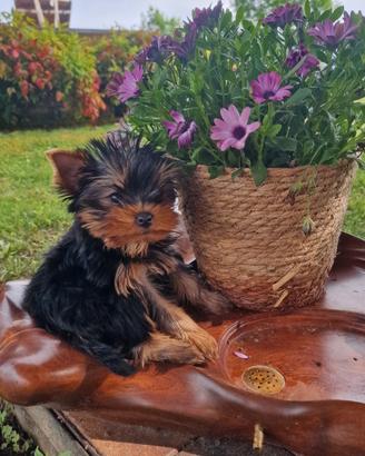 Cuccioli Yorkshire Terrier