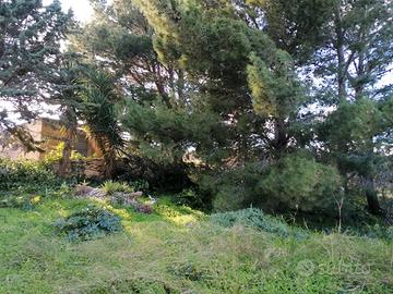 Salemi Terreno Con Magazzino