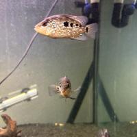 Ciclidi americani carpinter