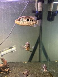 Ciclidi americani carpinter