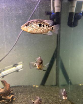 Ciclidi americani carpinter