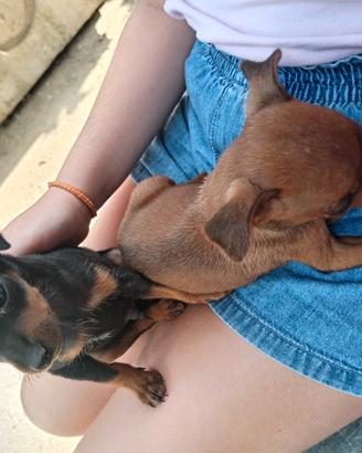 Cuccioli pincher toy