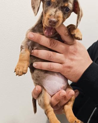 Cuccioli di bassotto arlecchino