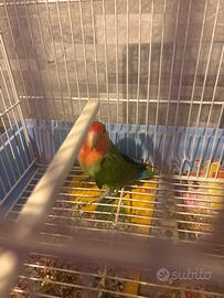 Inseparabile ancestrale femmina