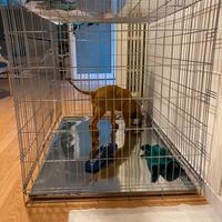 Kennel per animali