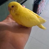 Cocorita lutina allevata a mano