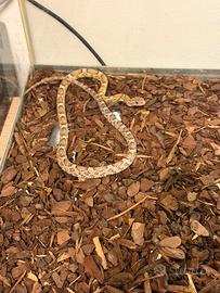 Serpente del grano