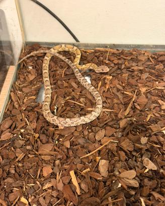 Serpente del grano