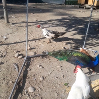 Anatre allevate e cresciute in fattoria