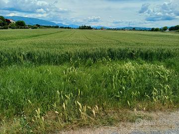 Vendita terreno agricolo