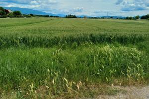 Vendita terreno agricolo
