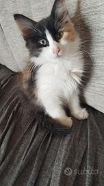 Gattina a pelo lungo