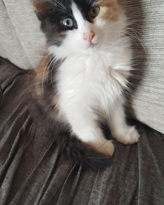 Gattina a pelo lungo