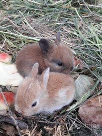Conigli nano