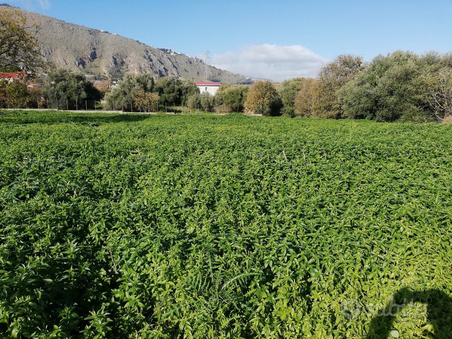 Terreno agricolo - Zona Via Santicelli - Vista 4