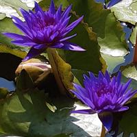 Bulbo germogliato di KING OF SIAM.