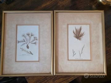 Coppia Quadretti Botanici Vintage-Alghe Marine