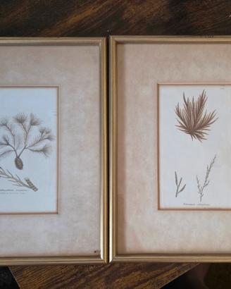 Coppia Quadretti Botanici Vintage-Alghe Marine