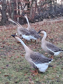 Oche cignoidi campidoglio