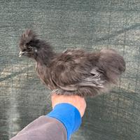 Galline ornamentali