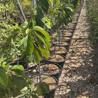 Pawpaw - ASIMINA TRILOBA (vaso 9 L) - FOTO REALI