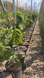 Pawpaw - ASIMINA TRILOBA (vaso 9 L) - FOTO REALI