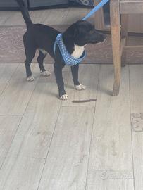 Cane bastardino