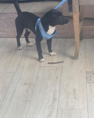 Cane bastardino