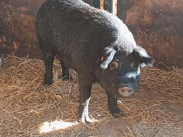 Suini neri delle alpi