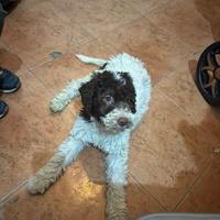 Lagotto