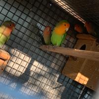 Inseparabili roseicollis