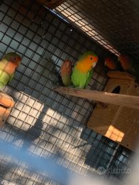 Inseparabili roseicollis