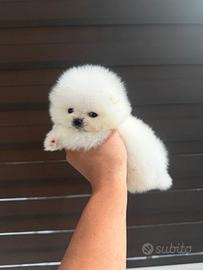 Pomerania
