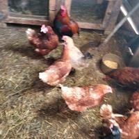 Galline